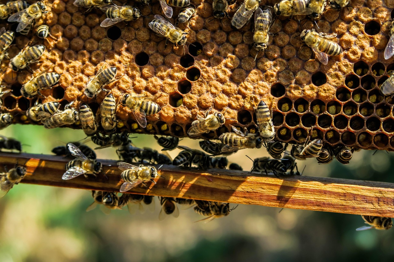 전쟁의 폐허 속에서 '꿀'을 피워내는 가자지구 양봉업자들 - YTN 참고 이미지